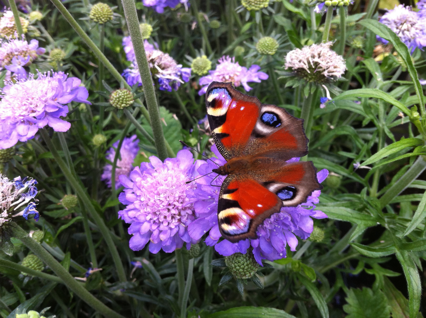 Ein Schmetterling macht Rast.