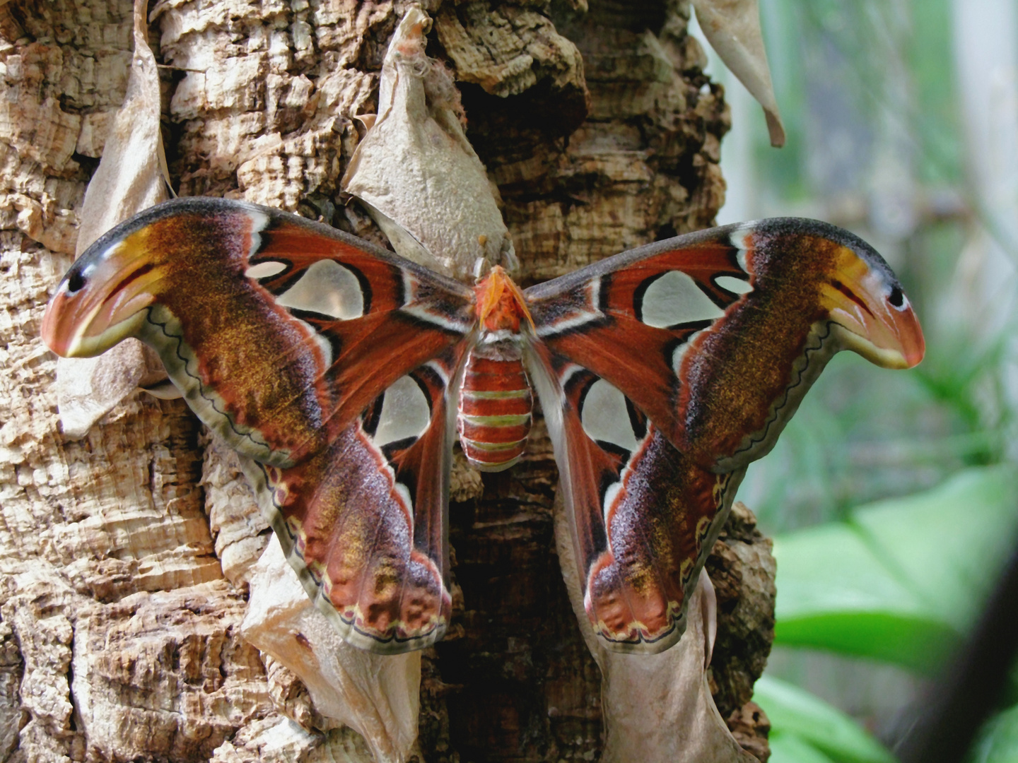 ein Schmetterling mit ca. 21 cm Flügelbreite