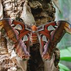 ein Schmetterling mit ca. 21 cm Flügelbreite