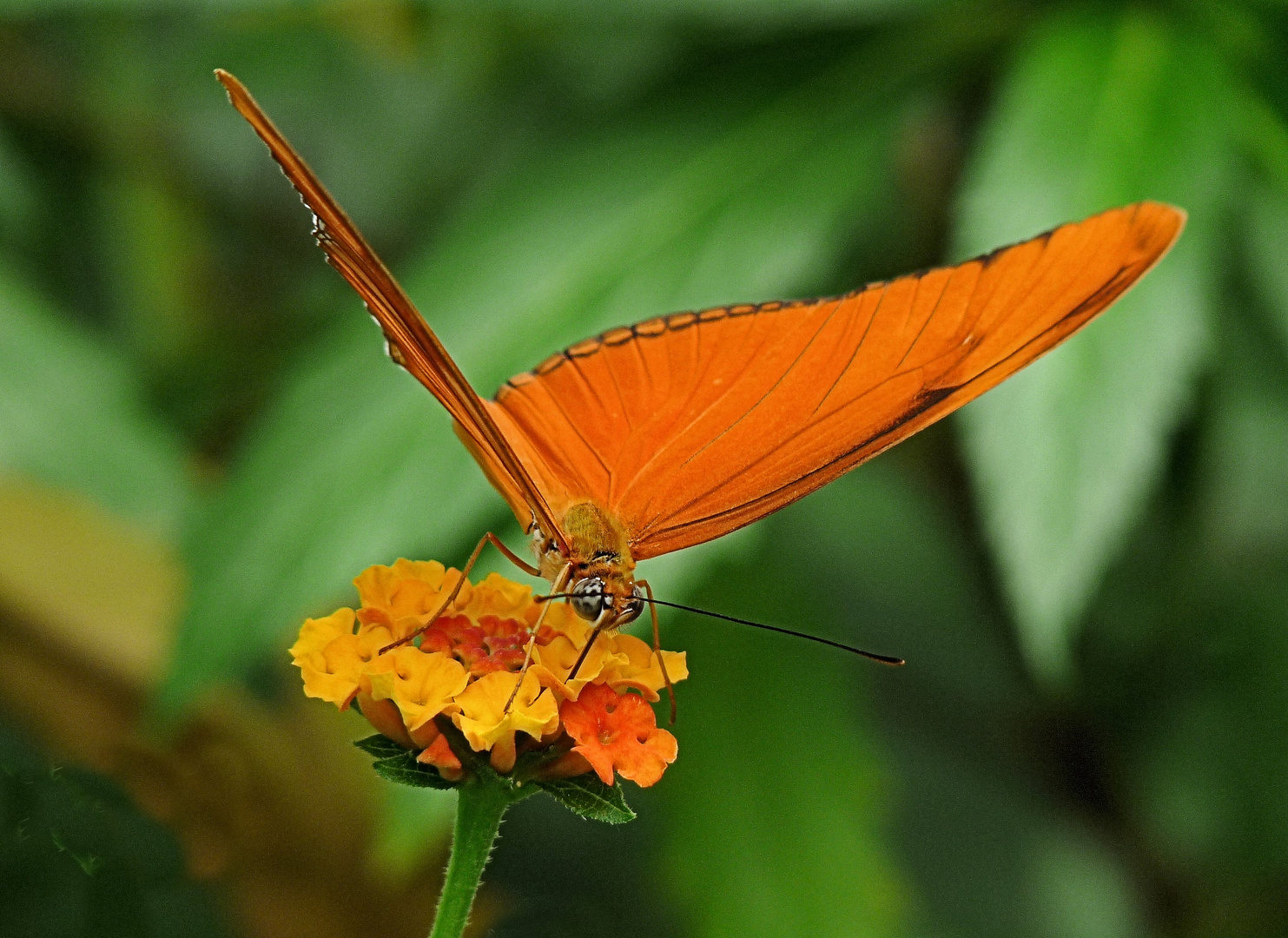 Ein Schmetterling mit farblich passender Blüte