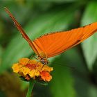 Ein Schmetterling mit farblich passender Blüte