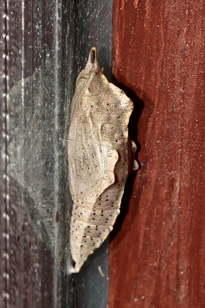Ein Schmetterling - mitten im Winter??? Foto & Bild | winter, insekten