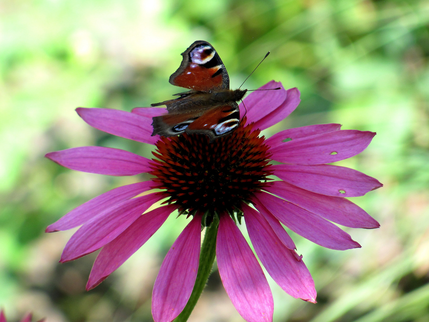 ein Schmetterling muss sein