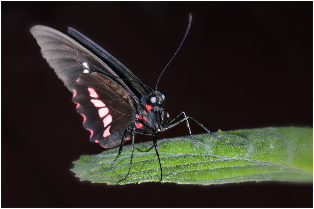 Ein Schmetterling ( Name / Gattung leider nicht bekannt )