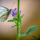 Ein Schmetterling - nur welcher weiß ich nicht