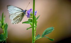 Ein Schmetterling - nur welcher weiß ich nicht