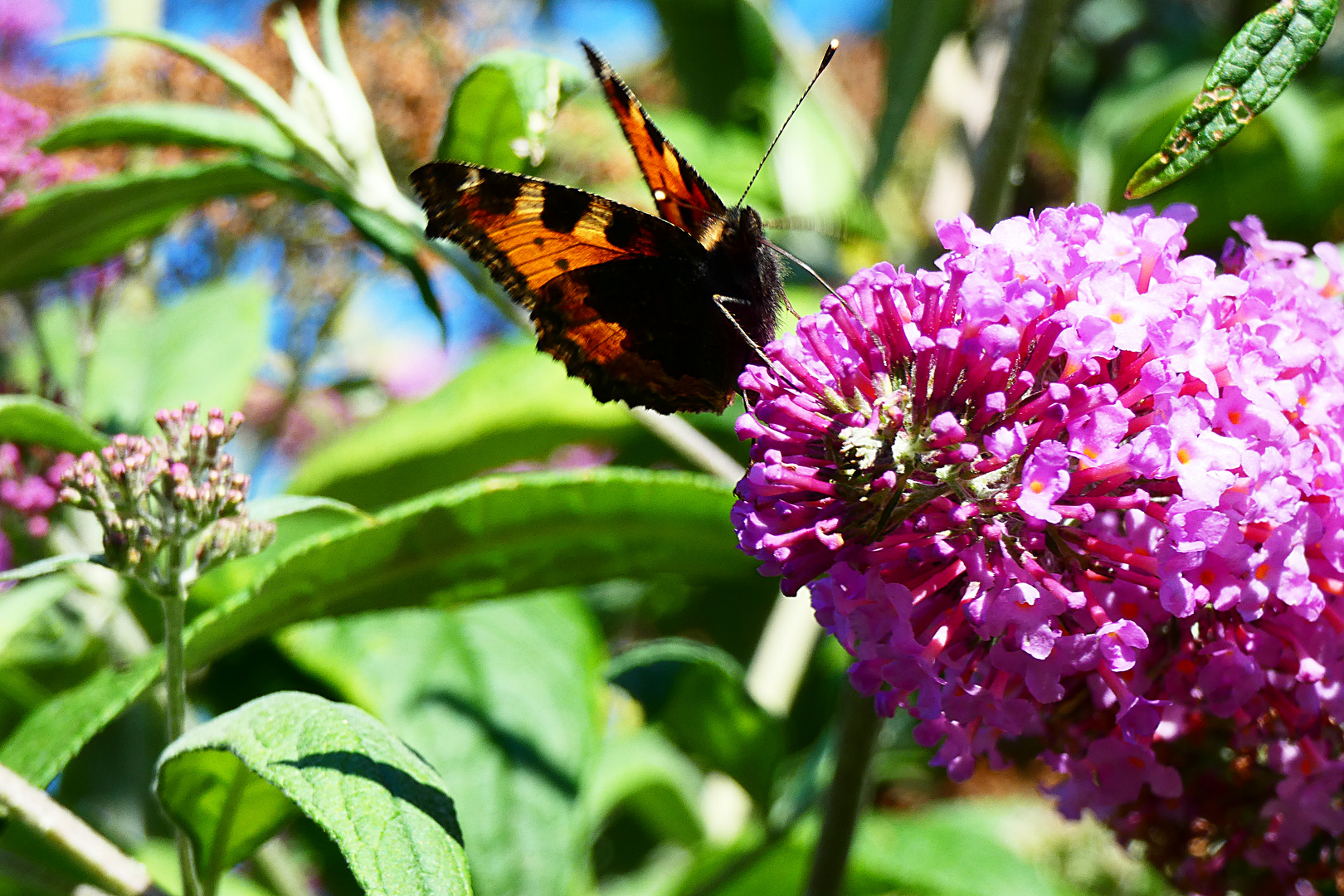 Ein Schmetterling (Pfauenauge) am Sommerflieder