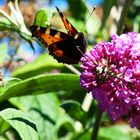 Ein Schmetterling (Pfauenauge) am Sommerflieder