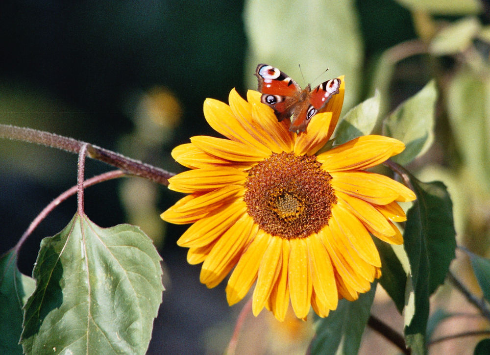 Ein Schmetterling sonnt sich