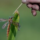 Ein Schmetterling wäre mir lieber gewesen