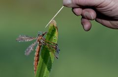 Ein Schmetterling wäre mir lieber gewesen