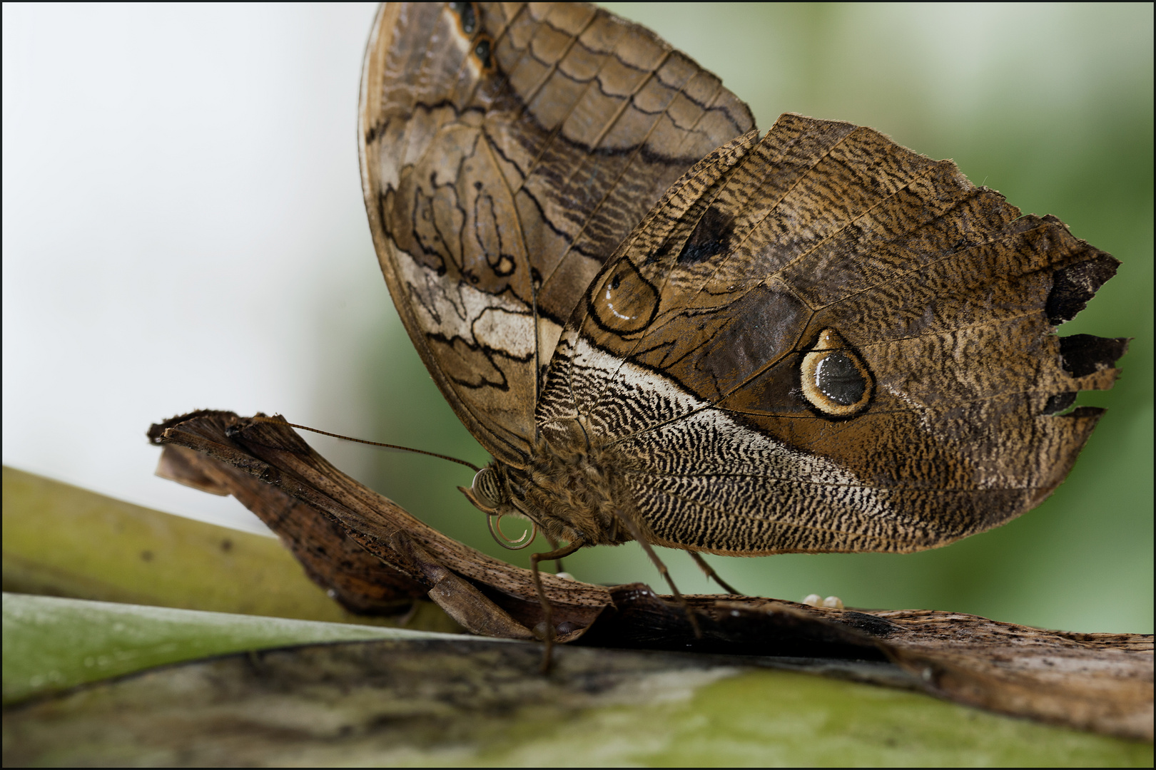 ein Schmetterling wie ein baum...