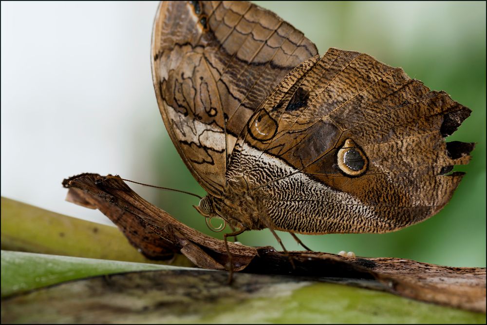 ein Schmetterling wie ein baum...