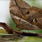 ein Schmetterling wie ein baum...