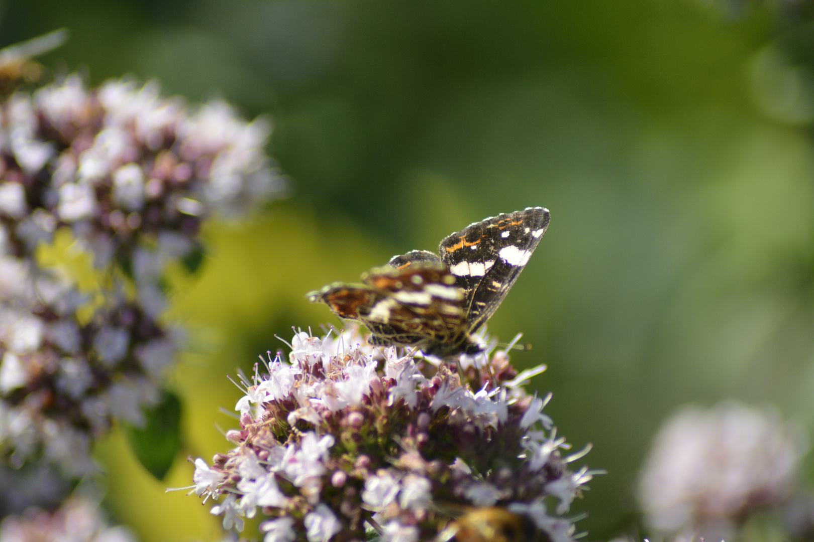 Ein Schmetterling winkt euch heut vom Mittwochsblümchenzu