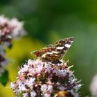 Ein Schmetterling winkt euch heut vom Mittwochsblümchenzu