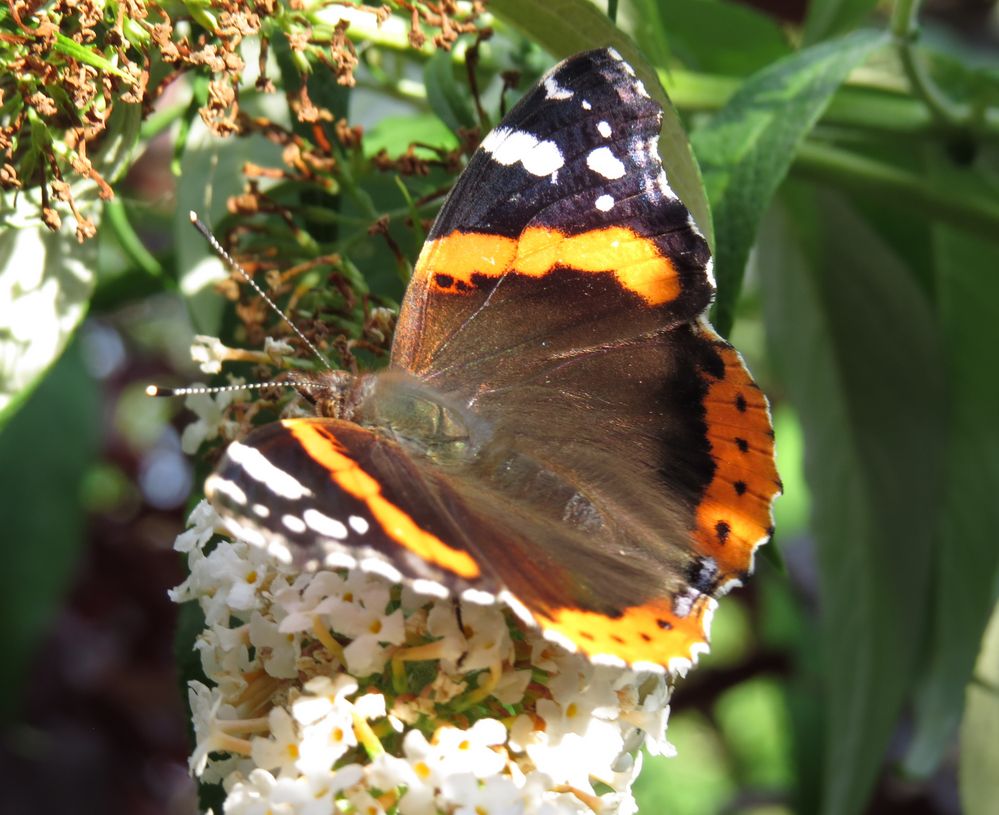 Ein Schmetterling zeigt sich