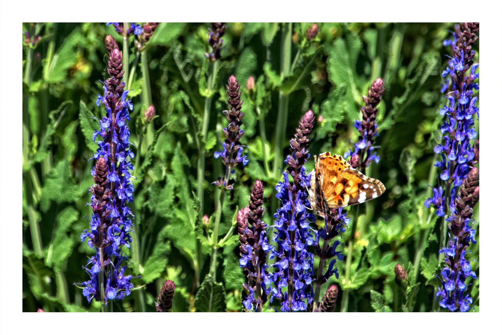 Ein Schmetterling zum Kindertag ...