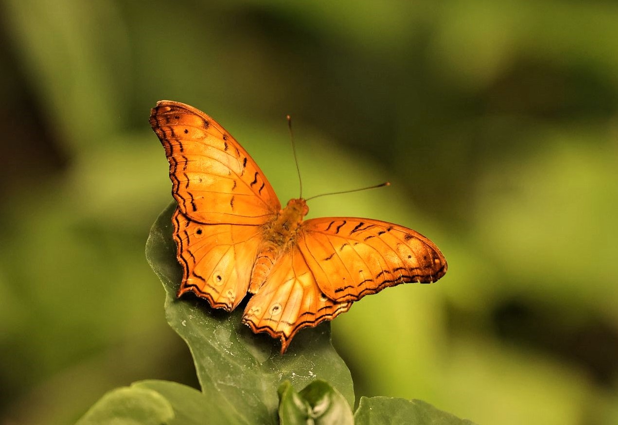 Ein Schmetterling zum Sonntag