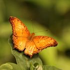 Ein Schmetterling zum Sonntag