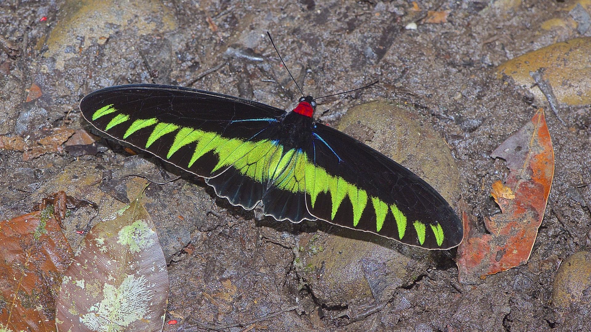 Ein Schmetterlingskönig Rajah Brook Borneo 2015