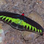 Ein Schmetterlingskönig Rajah Brook Borneo 2015
