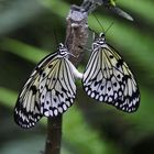 Ein Schmetterlingspaar