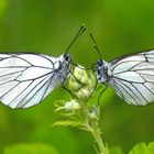 Ein Schmetterlingspaar, das sich die Hand fürs Leben reicht...