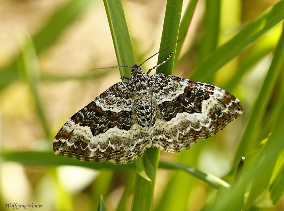 Ein Schmetterling/Spanner