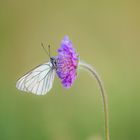 Ein Schmetterlingstag geht zu Ende