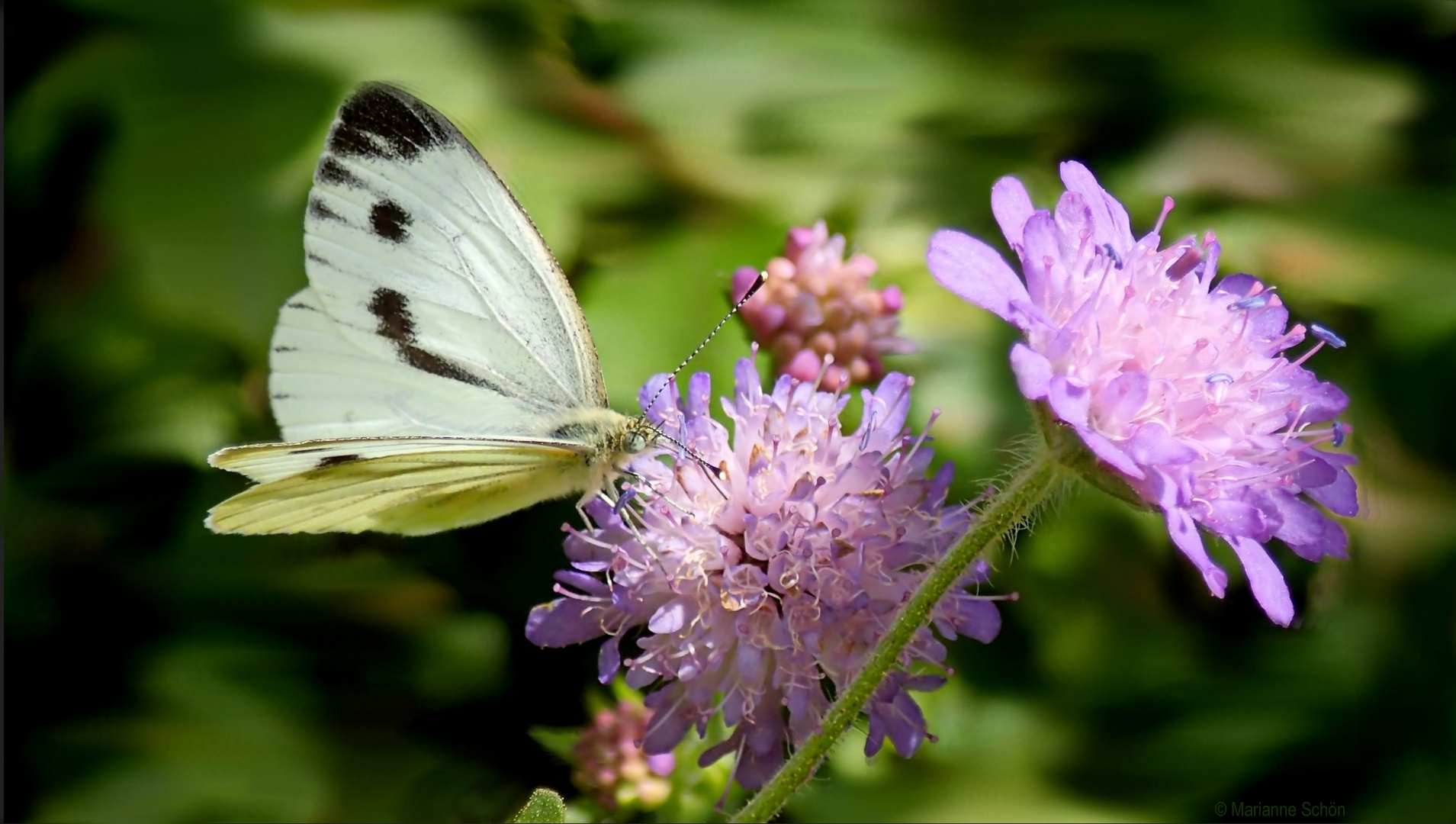 Ein Schmetterlingsweiblein ...