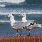 Ein schmuckes Pärchen:  Diese Silbermöwen am Strand von Norderney halten Ausschau nach Fressbaren