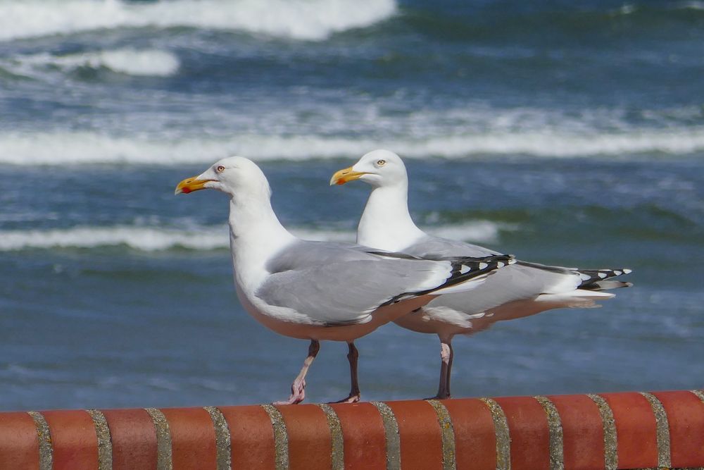 Ein schmuckes Pärchen:  Diese Silbermöwen am Strand von Norderney halten Ausschau nach Fressbaren