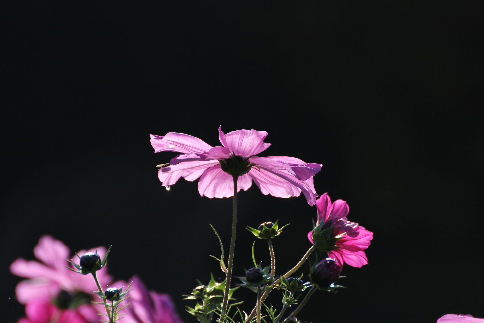 Ein Schmuckkörbchen (Cosmea)