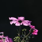 Ein Schmuckkörbchen (Cosmea)