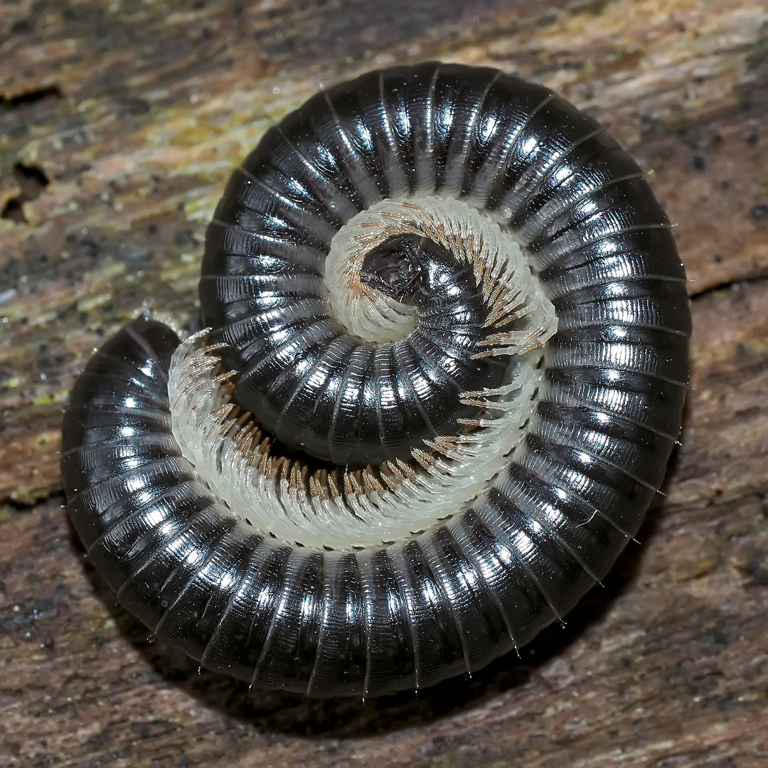 Ein Schmuckstück: der Schwarze Schnurfüsser (Tachypodoiulus niger)