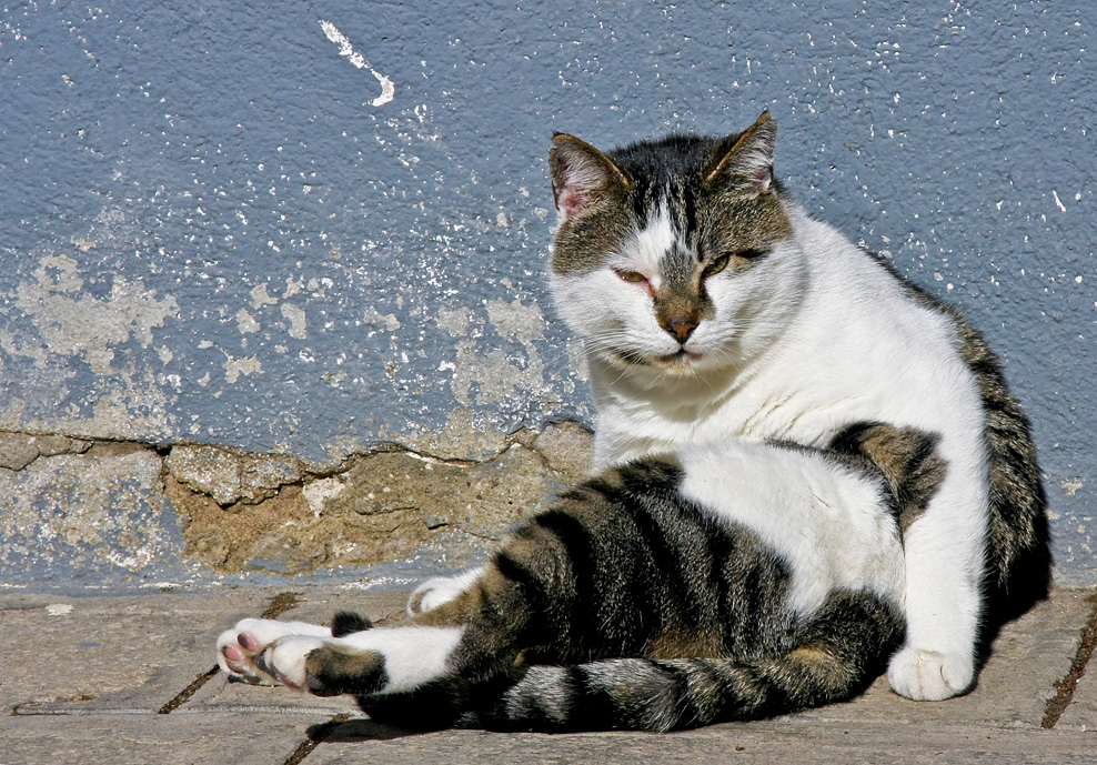 ein [schmuse]...kater im sonnenlicht