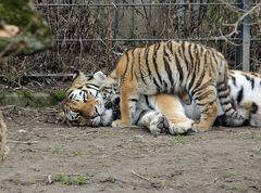 Ein Schmuser mit Mama