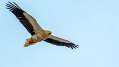 ein Schmutzgeier