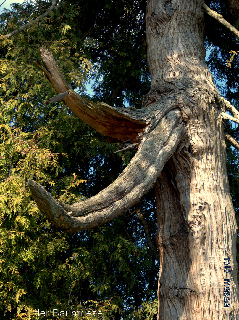 ein Schnabelbaum