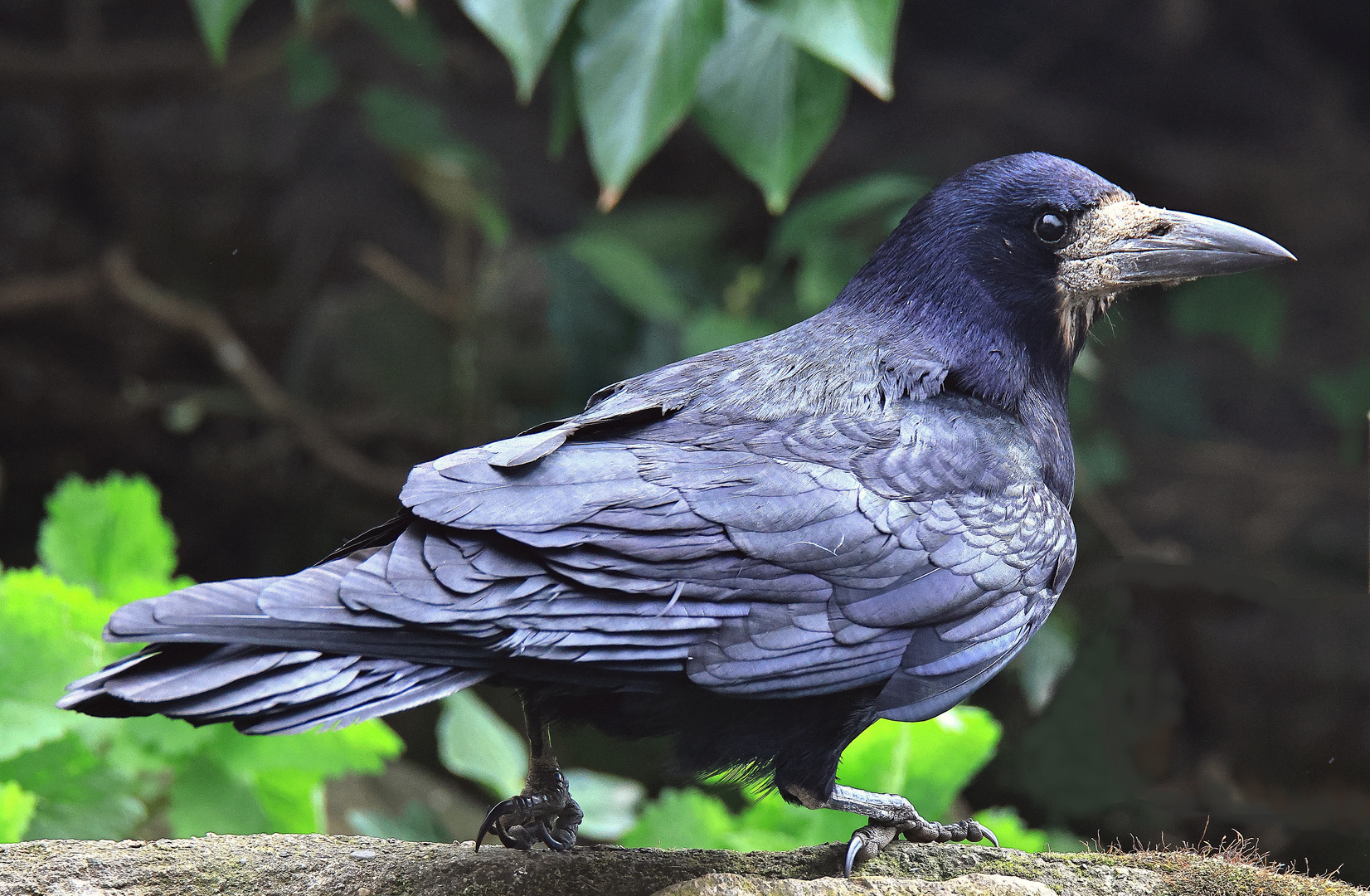 ein Schnabeltier Saatkrähe Corvus frugilegus