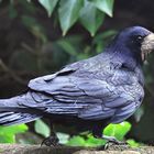 ein Schnabeltier Saatkrähe Corvus frugilegus