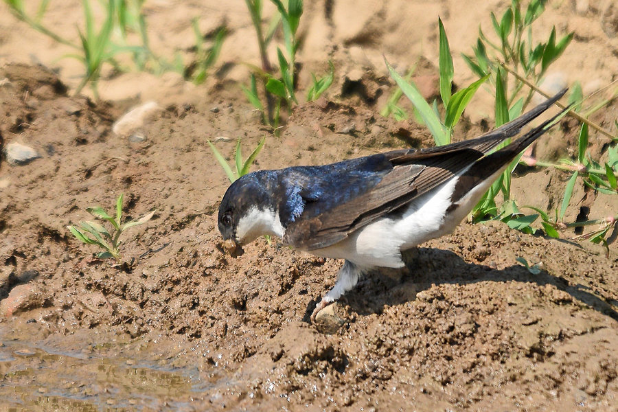 Ein Schnäbelchen voll Schlamm