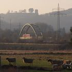 Ein "Schnappschuß" auf dem Heimweg.