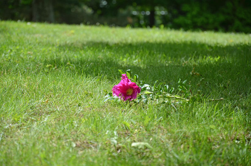 Ein Schnappschuss beim Spaziergang