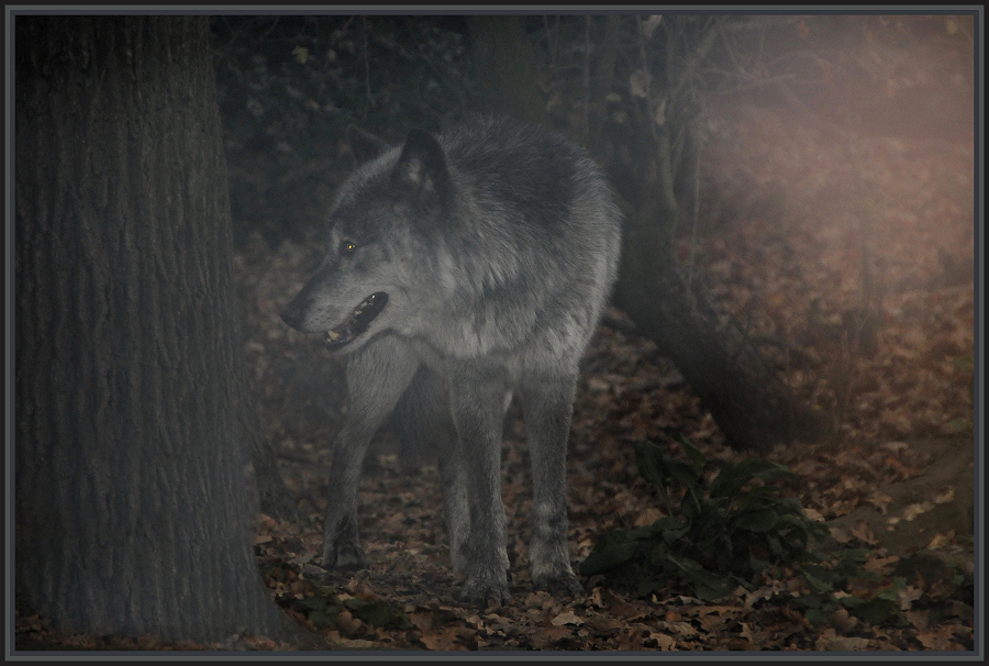 Ein Schnappschuss in der Abenddämmerung.