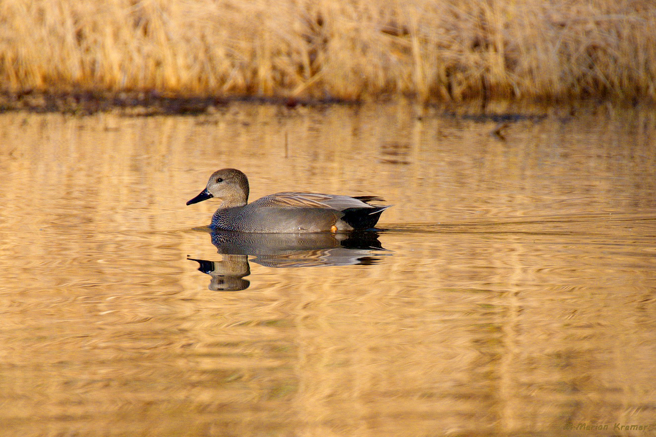 Ein Schnatterentenerpel auf dem Mastholter See