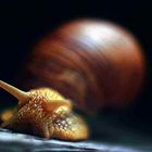 Ein Schnecke nahert sich.