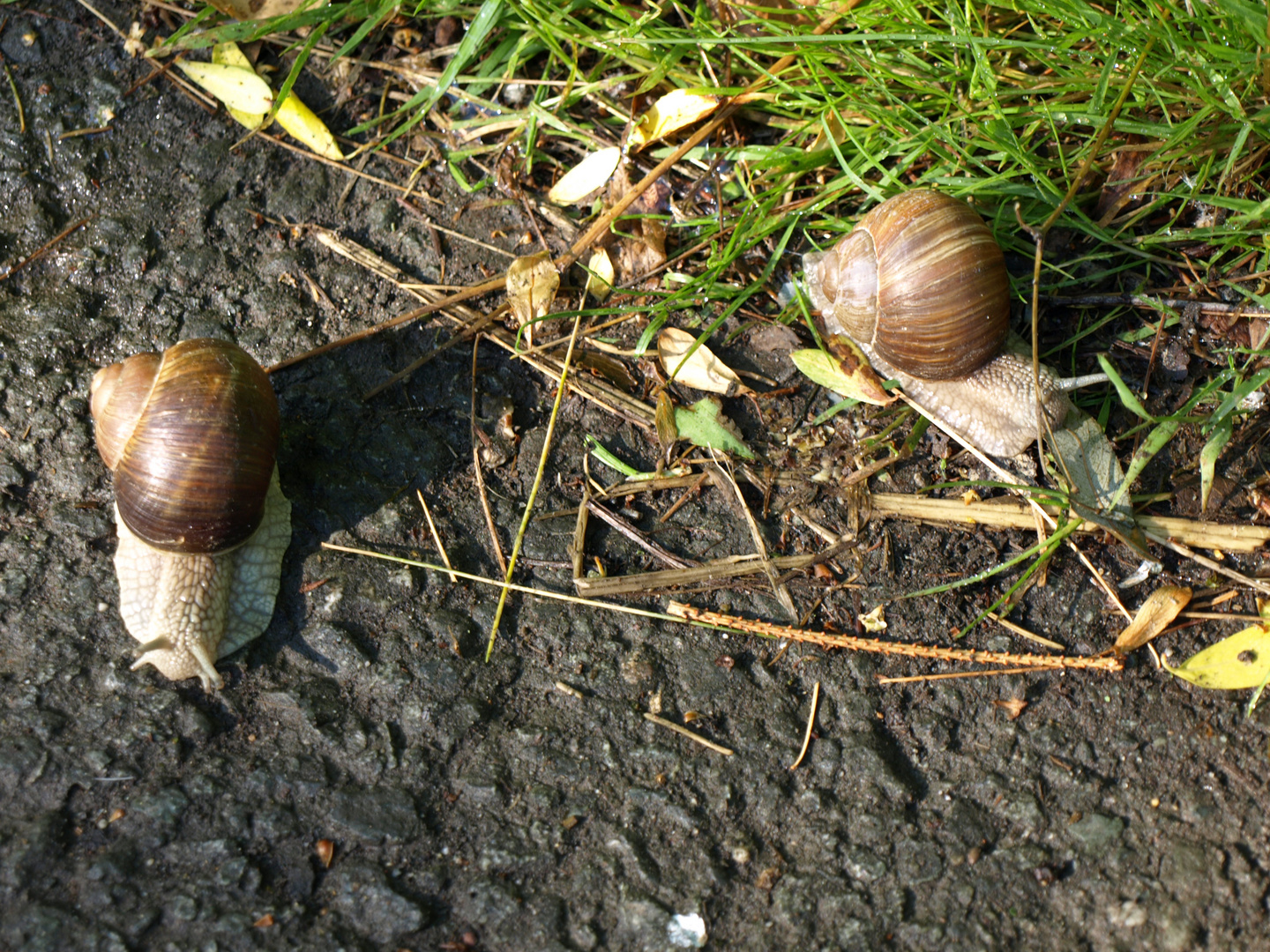 Ein Schnecken Spaziergang