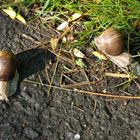 Ein Schnecken Spaziergang